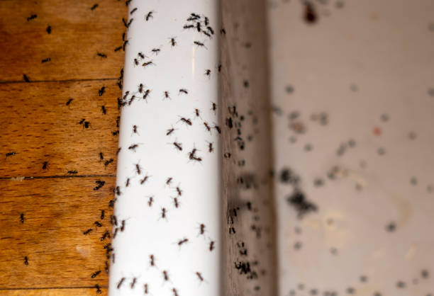 Professional Pest Control in Platteville, WI